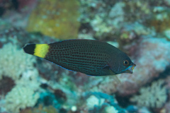 Pseudodax moluccanus