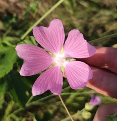 Malva thuringiaca