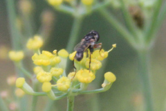 Syritta pipiens