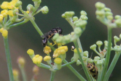 Syritta pipiens