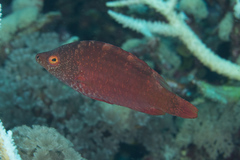 Cheilinus oxycephalus