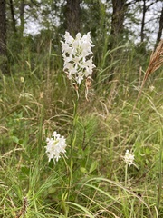 Platanthera blephariglottis blephariglottis