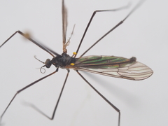 Gnophomyia