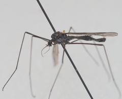 Gnophomyia