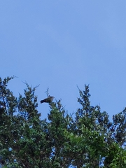 Ictinia mississippiensis