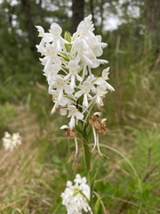 Platanthera blephariglottis blephariglottis