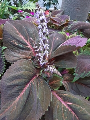 Coleus scutellarioides