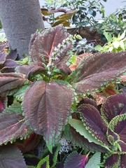 Coleus scutellarioides