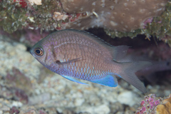 Chromis alpha