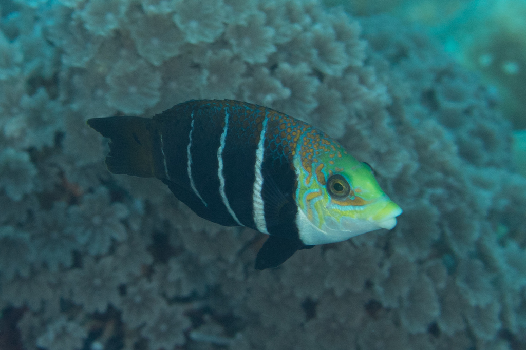 Thicklip Wrasses