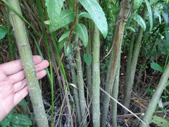 Jacobaea paludosa lanata