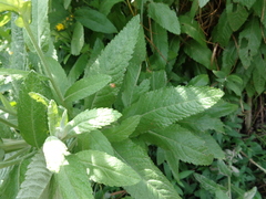 Jacobaea paludosa lanata