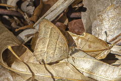 Yphthimoides angularis