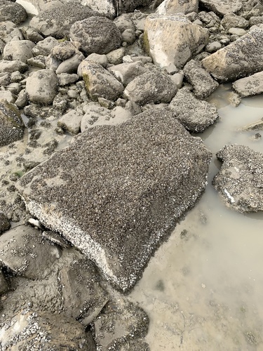 Zebra Mussel