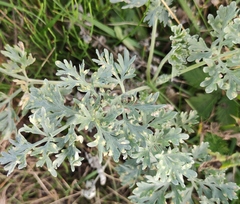 Puccinia chrysanthemi