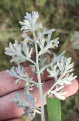 Puccinia chrysanthemi