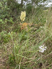 Platanthera × canbyi