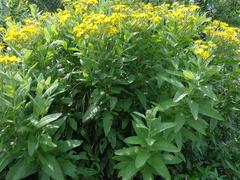 Jacobaea paludosa lanata