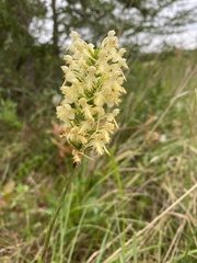 Platanthera × canbyi