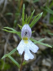 Euphrasia tricuspidata