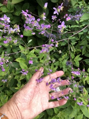 Thalictrum delavayi