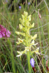 Platanthera bifolia