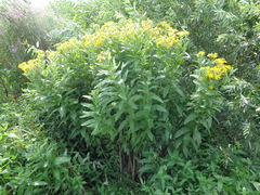 Jacobaea paludosa lanata