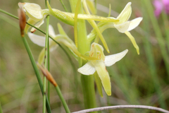 Platanthera bifolia