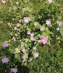Malva thuringiaca