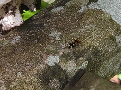 Dasymutilla munifica