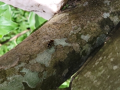 Dasymutilla munifica