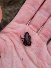 Cacosternum australis