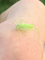 Meconema meridionale