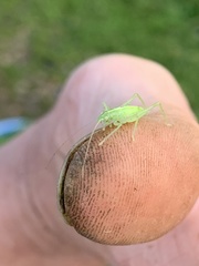 Meconema meridionale