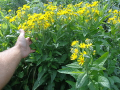 Jacobaea paludosa lanata