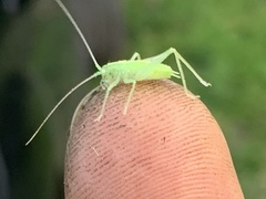 Meconema meridionale