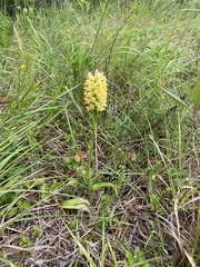 Platanthera × canbyi