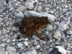 Lucilia bufonivora