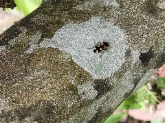 Dasymutilla munifica