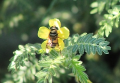 Palpada vinetorum