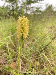 Platanthera × canbyi