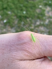 Meconema meridionale