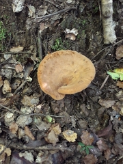 Austropaxillus