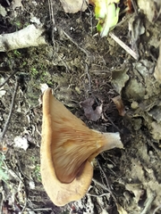 Austropaxillus