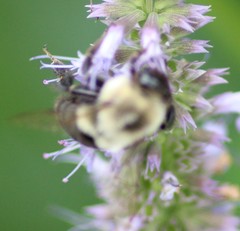 Abutilon theophrasti
