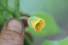 Abutilon theophrasti