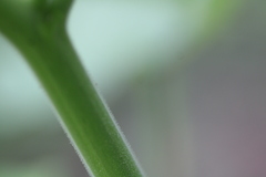 Abutilon theophrasti