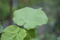 Abutilon theophrasti