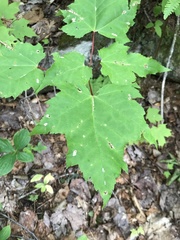 Acericecis ocellaris