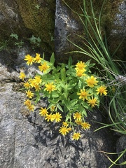 Arnica longifolia